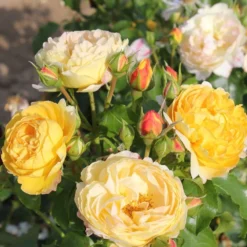 Rosa Belle De Jour ('Deljauper') (PBR) -Deals Green4Ever Store pl2000040031 card2 lg