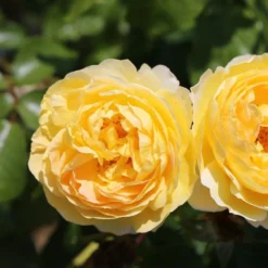 Rosa Belle De Jour ('Deljauper') (PBR) -Deals Green4Ever Store pl2000040031 card4 lg