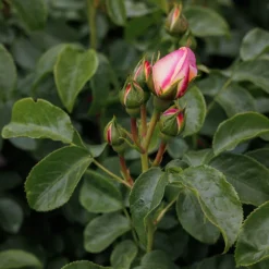 Rosa Belle De Jour ('Deljauper') (PBR) -Deals Green4Ever Store pl2000040031 card5 lg