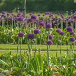 Allium 'Ambassador' (XXL Bulb) -Deals Green4Ever Store pl2000040095 card3 lg