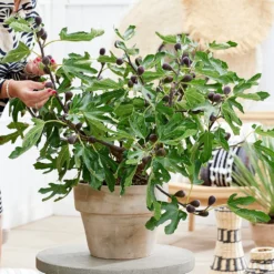 Fig Little Miss Figgy ('Lmf01') (PBR) -Deals Green4Ever Store pl2000040198 card2 lg