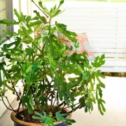 Fig Little Miss Figgy ('Lmf01') (PBR) -Deals Green4Ever Store pl2000040198 card3 lg