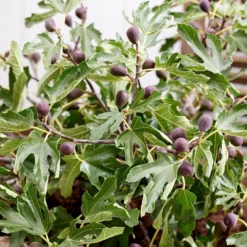 Fig Little Miss Figgy ('Lmf01') (PBR) -Deals Green4Ever Store pl2000040198 card4 lg