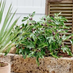 Fig Little Miss Figgy ('Lmf01') (PBR) -Deals Green4Ever Store pl2000040198 card5 lg