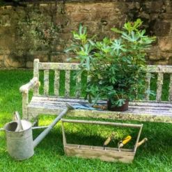 Fig Little Miss Figgy ('Lmf01') (PBR) -Deals Green4Ever Store pl2000040198 card6 lg