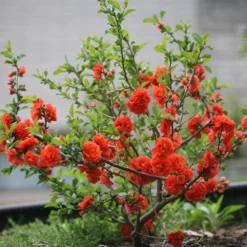 Chaenomeles Speciosa 'Orange Storm' (PBR) -Deals Green4Ever Store pl2000040216 card2 lg