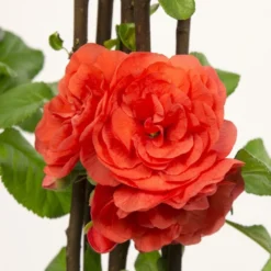 Chaenomeles Speciosa 'Orange Storm' (PBR) -Deals Green4Ever Store pl2000040216 card3 lg