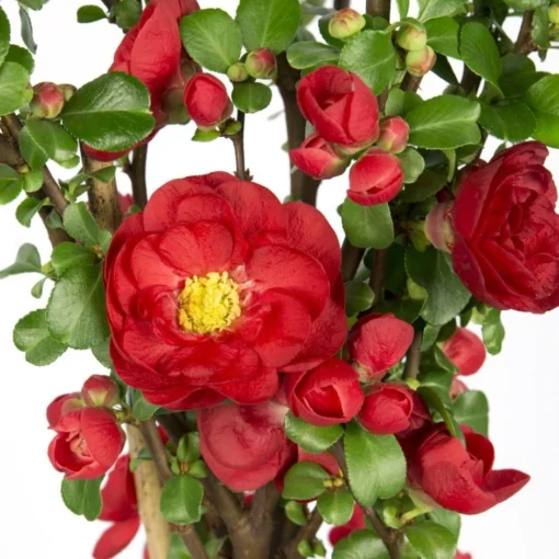 Chaenomeles Speciosa 'Scarlet Storm' (PBR) -Deals Green4Ever Store pl2000040217
