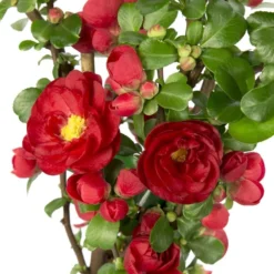 Chaenomeles Speciosa 'Scarlet Storm' (PBR) -Deals Green4Ever Store pl2000040217 card2 lg