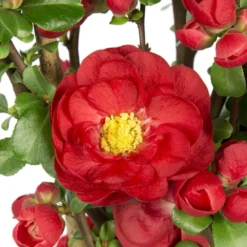 Chaenomeles Speciosa 'Scarlet Storm' (PBR) -Deals Green4Ever Store pl2000040217 card3 lg