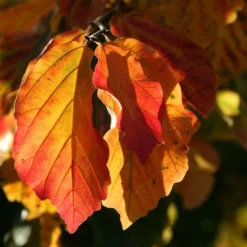 Parrotia Persica 5 Parrotia Persica -Deals Green4Ever Store pl2000040236 card3 lg