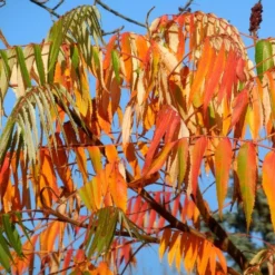 Rhus Typhina 'Dissecta'