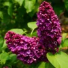 Syringa Vulgaris 'Andenken An Ludwig Späth'