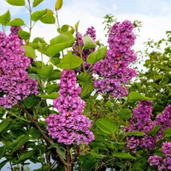 Syringa Vulgaris 'Andenken An Ludwig Späth' -Deals Green4Ever Store pl2000040245 card3 lg