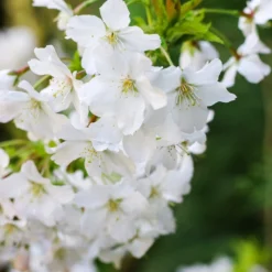 Prunus Incisa F. 'Yamadei'