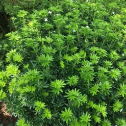 Choisya × Dewitteana Greenfingers ('Lissfing') (PBR) -Deals Green4Ever Store pl2000040329 card3 lg