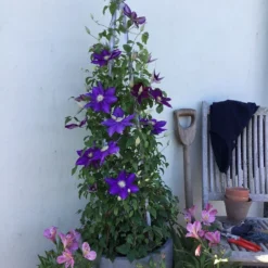 Clematis Duchess Of Cornwall ('Evipo118') (PBR) -Deals Green4Ever Store pl2000040457 card2 lg