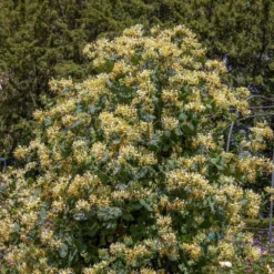 Lonicera 'Cream Cascade' -Deals Green4Ever Store pl2000040461 card2 lg