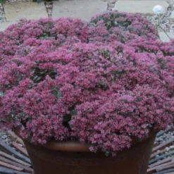 Hylotelephium Ewersii Var. Homophyllum 'Rosenteppich'