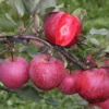 Apple Tickled Pink ('Baya Marisa')
