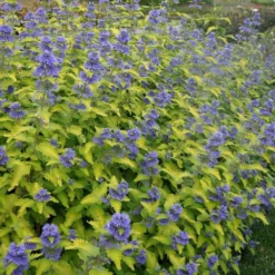 Caryopteris × Clandonensis Hint Of Gold ('Lisaura') (PBR) -Deals Green4Ever Store pl2000040531 card4 lg