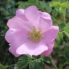 Rosa 'Fru Dagmar Hastrup'
