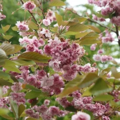 Prunus 'Kofugen'