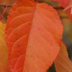 Prunus 'Kofugen' -Deals Green4Ever Store pl2000040733 card4 lg