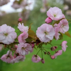 Prunus 'Ichiyo' -Deals Green4Ever Store pl2000040747 card3 lg