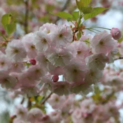 Prunus 'Ichiyo' -Deals Green4Ever Store pl2000040747 card5 lg