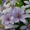 Clematis Bernadine ('Evipo 061') (PBR) (Boulevard Series)