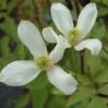 Clematis Montana Var. Wilsonii