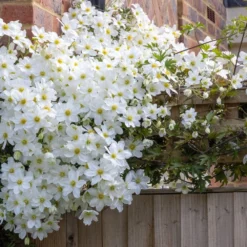 Clematis × Cartmanii 'Avalanche' (PBR) -Deals Green4Ever Store pl2000041160 card3 lg