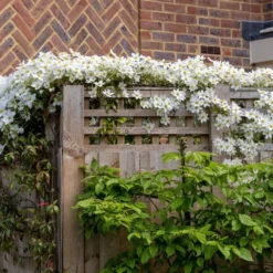 Clematis × Cartmanii 'Avalanche' (PBR) -Deals Green4Ever Store pl2000041160 card4 lg