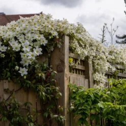 Clematis × Cartmanii 'Avalanche' (PBR) -Deals Green4Ever Store pl2000041160 card5 lg