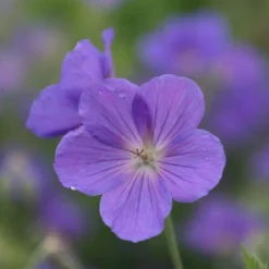 Deals Green4Ever Store -Deals Green4Ever Store pl2000041243 card2 lg