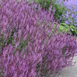 Circles & Spires Collection -Deals Green4Ever Store pl2000041243 card3 lg