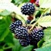 Blackberry 'Merton Thornless'
