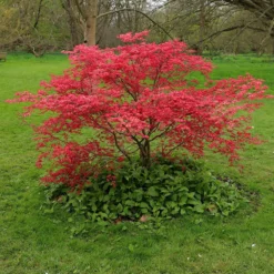 Acer Palmatum 'Beni-maiko' 7 Acer Palmatum 'Beni-maiko' -Deals Green4Ever Store pl2000041404 card4 lg