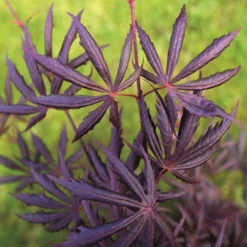 Acer Palmatum 'Trompenburg' 5 Acer Palmatum 'Trompenburg' -Deals Green4Ever Store pl2000041405 card3 lg