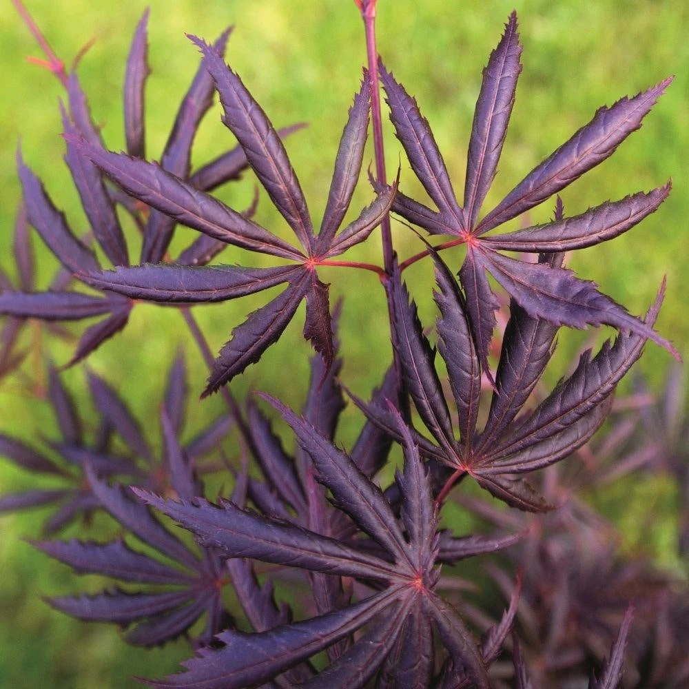 Acer Palmatum 'Trompenburg' 3 Acer Palmatum 'Trompenburg' - Image 3