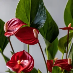 Anthurium 'Million Flowers' -Deals Green4Ever Store pl2000041447 card2 lg