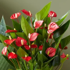 Anthurium 'Million Flowers' -Deals Green4Ever Store pl2000041447 card4 lg