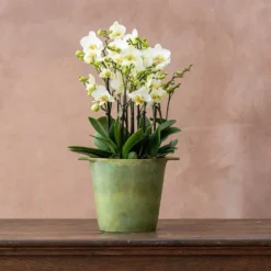 Phalaenopsis 'Bellissimo Bella' -Deals Green4Ever Store pl2000041450 card3 lg