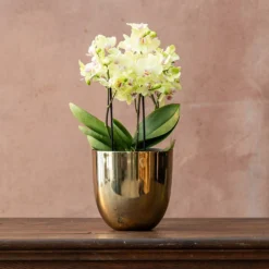 Phalaenopsis 'Boquetto Sensation' -Deals Green4Ever Store pl2000041451 card2 lg