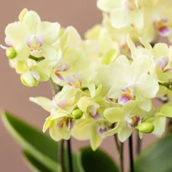 Phalaenopsis 'Boquetto Sensation' -Deals Green4Ever Store pl2000041451 card3 lg