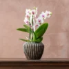Phalaenopsis 'Boquetto Passione'