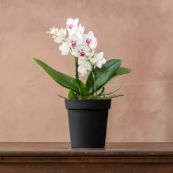 Phalaenopsis 'Boquetto Passione' -Deals Green4Ever Store pl2000041452 card3 lg