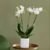 Phalaenopsis Theatro With Pot Cover