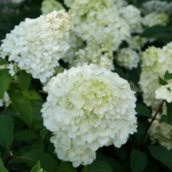 Hydrangea Paniculata Sundae Fraise ('Rensun') (PBR) -Deals Green4Ever Store pl2000041481 card2 lg